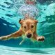 A dog swimming in the water with its head above the surface.